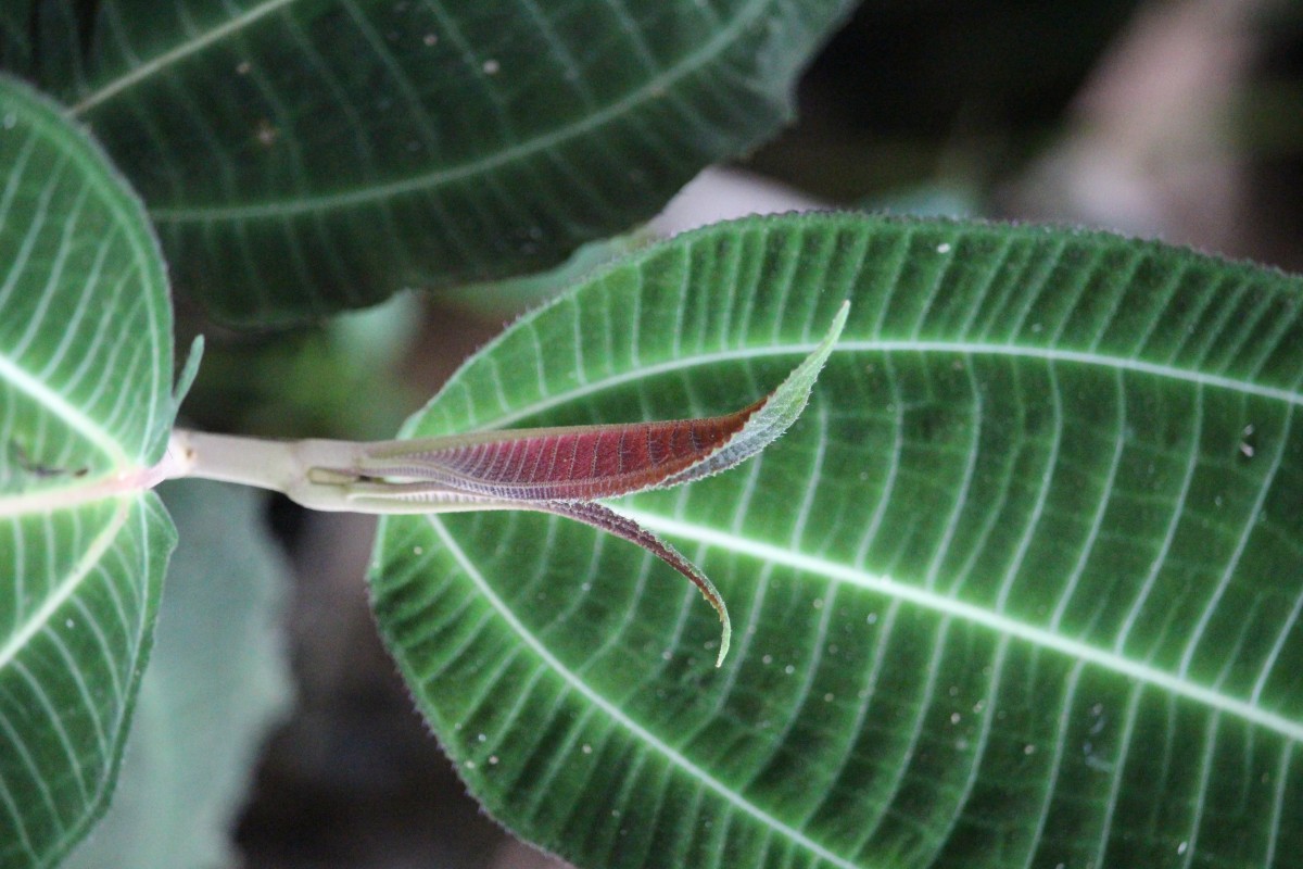 Miconia calvescens DC.